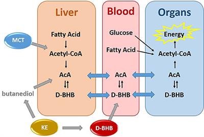 Frontiers | Metabolism Of Exogenous D-Beta-Hydroxybutyrate, An Energy ...